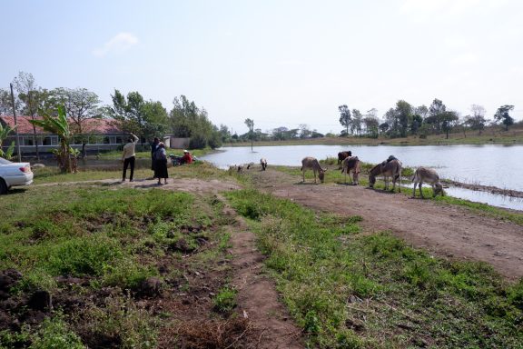 8 Die Schule liegt jetzt an einem See (2024) Schafe, Esel und ein Rind grasen an einem See. Links im Bild sieht man das Schulgebäude und mehrere Menschen.